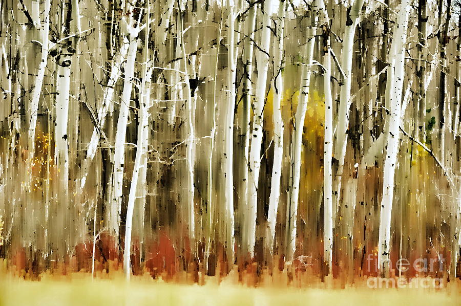 Abstract Photograph - The Birches by Andrea Kollo