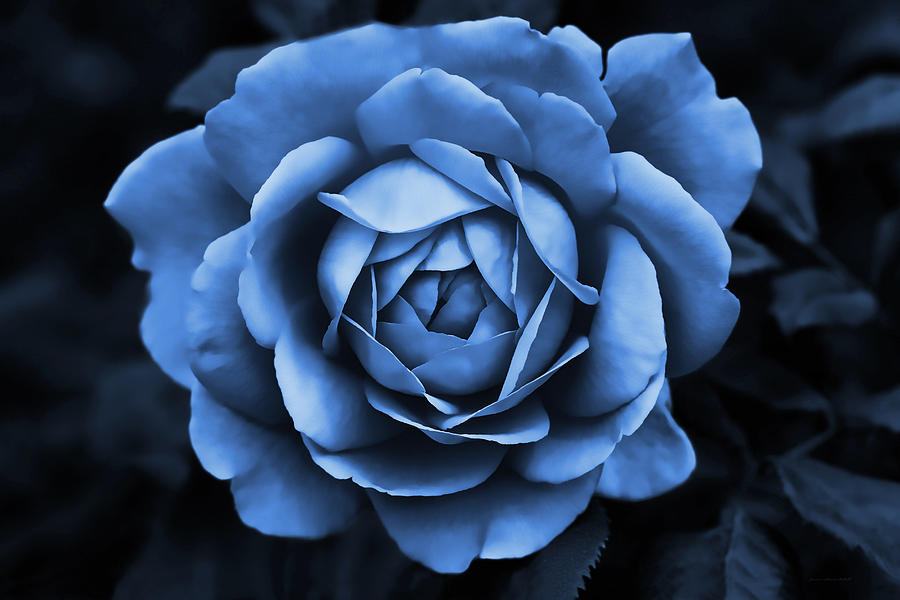 The Blue Rose Photograph by Jennie Marie Schell