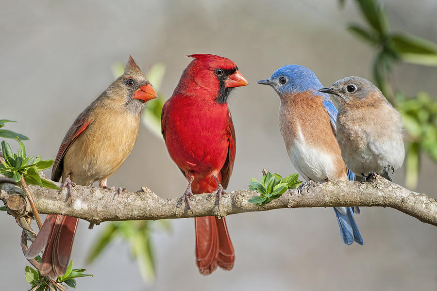 The Bluebirds Meet the Redbirds #1 Photograph by Bonnie Barry