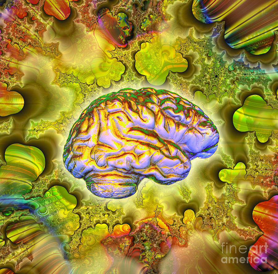 The Brain #1 Photograph by Dennis D. Potokar