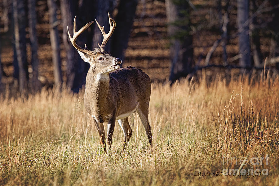 The Buck #2 Photograph by Laurinda Bowling