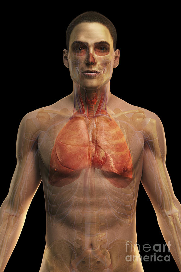 The Cardiovascular And Respiratory #1 Photograph by Science Picture Co