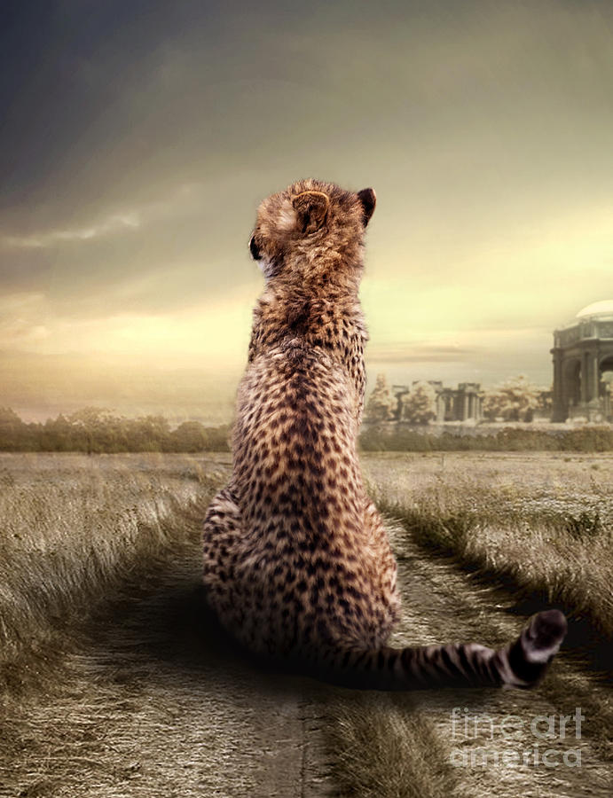 Wildlife Photograph - The Cheetah #2 by Christine Sponchia