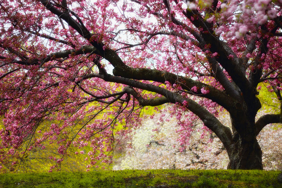 Nature Photograph - The Cherry Tree #2 by Jessica Jenney
