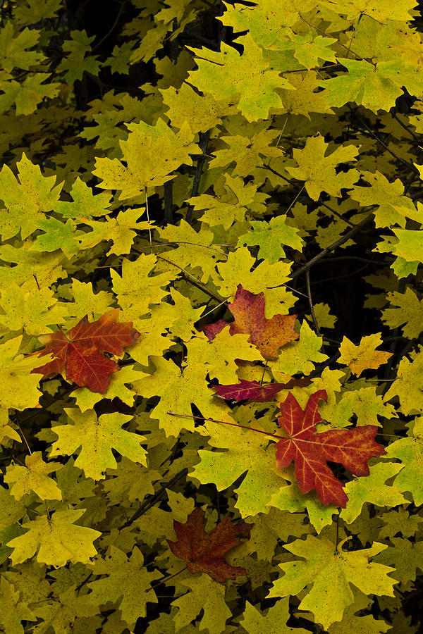 Fall Photograph - The Colors Of Fall #1 by Kenan Sipilovic