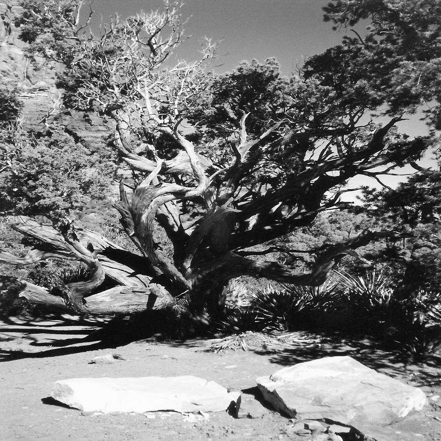 The Crooked Tree Photograph by Chris Fulks