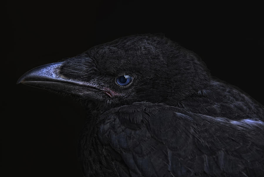 Crow Photograph - The Crow #1 by Joachim G Pinkawa