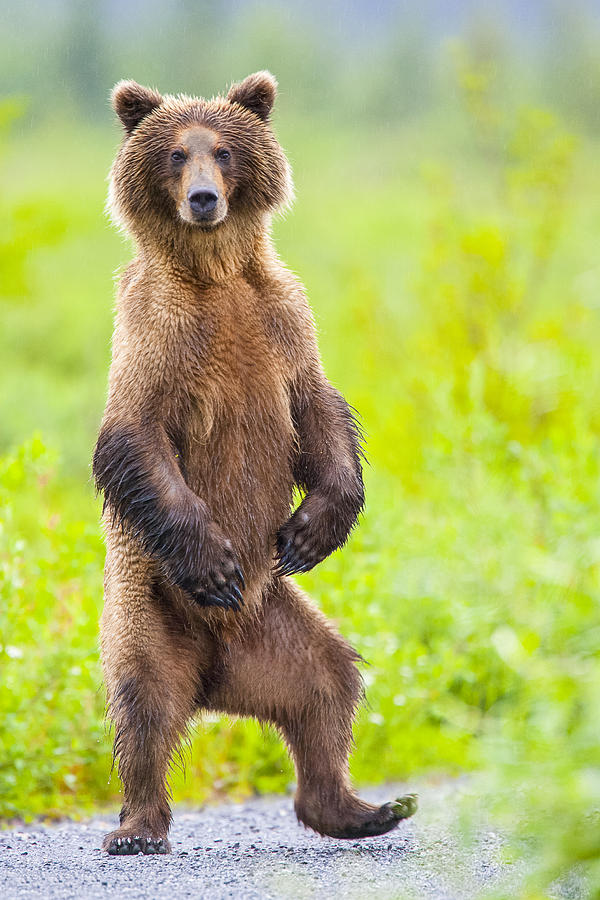 dancing bear doll