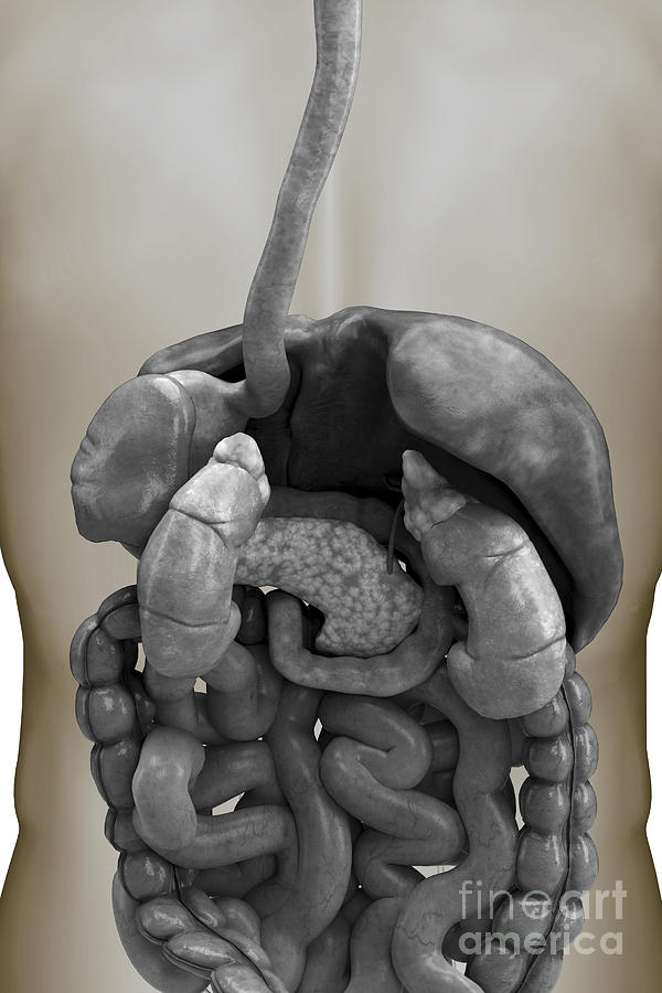 The Digestive System #1 Photograph by Science Picture Co