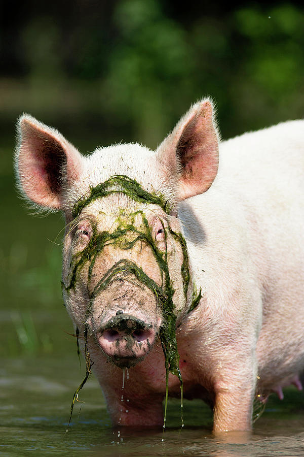 The Domestic Pigs Of Maliuc Often Roam Photograph by Martin Zwick ...