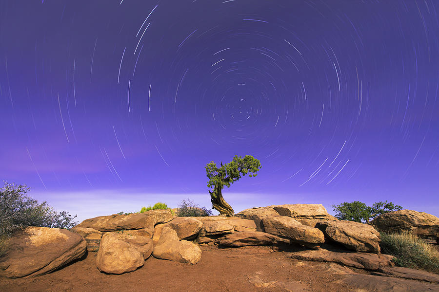 The Dreaming Tree #1 Photograph by Dustin LeFevre