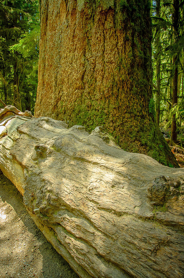Close Call Cathedral Grove Photograph by Roxy Hurtubise