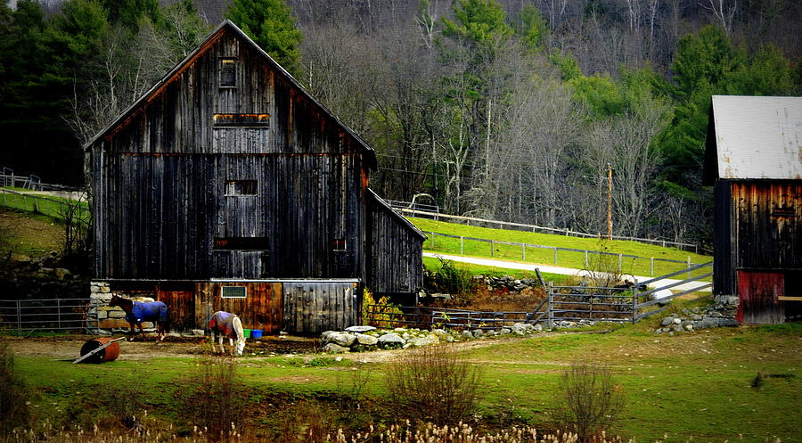 The Horse Farm Photograph by Marysue Ryan