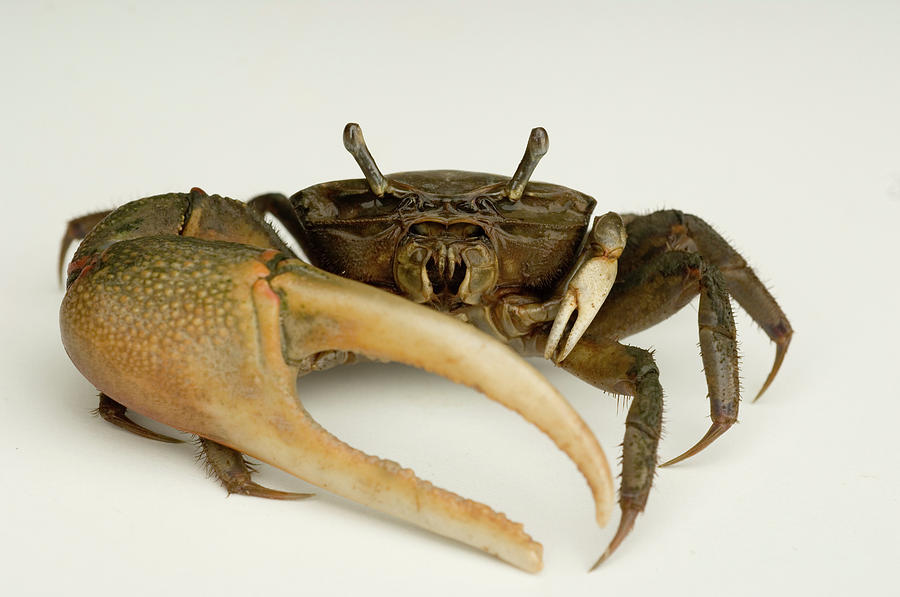The Fiddler Crab Uca Pugnax #1 Photograph by Aaron Ansarov - Fine