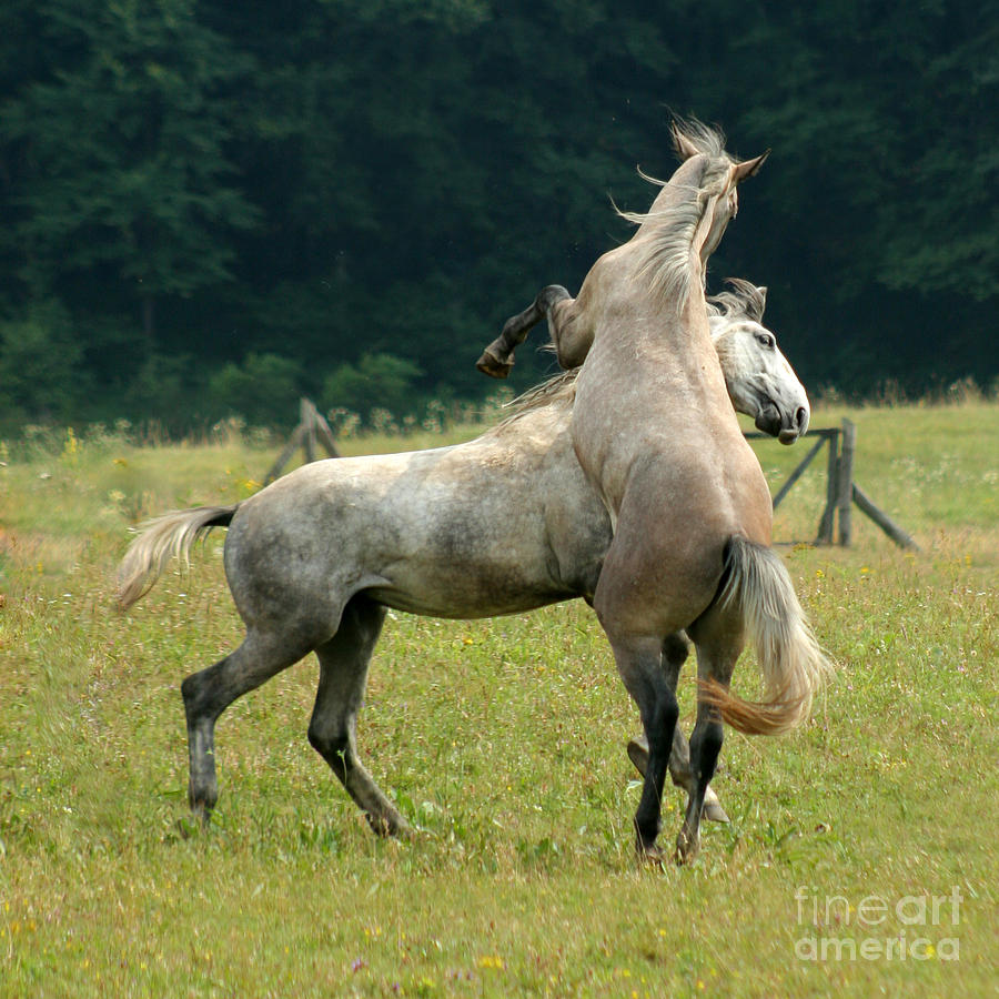 Horse Photograph - The Fight #1 by Ang El
