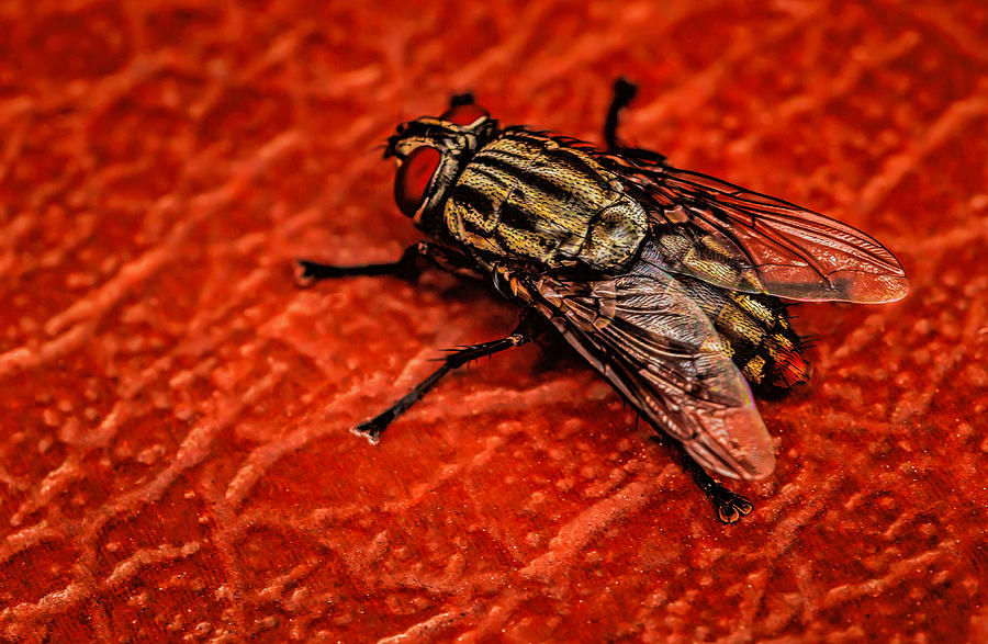 The Fly  #1 Photograph by Dave Bosse