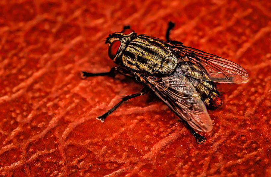 The Fly #1 Photograph by Dave Bosse The Fly #1 Photograph by Dave Bosse
