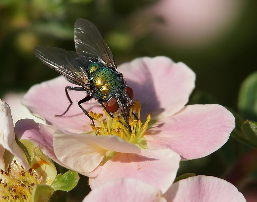 Insects Photograph - The Fly #1 by Ernest Echols