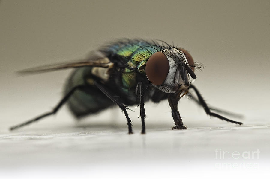 The Fly Macro #1 Photograph by Michael Ver Sprill