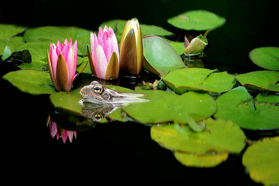 Animal Photograph - The Frog #1 by Heike Hultsch