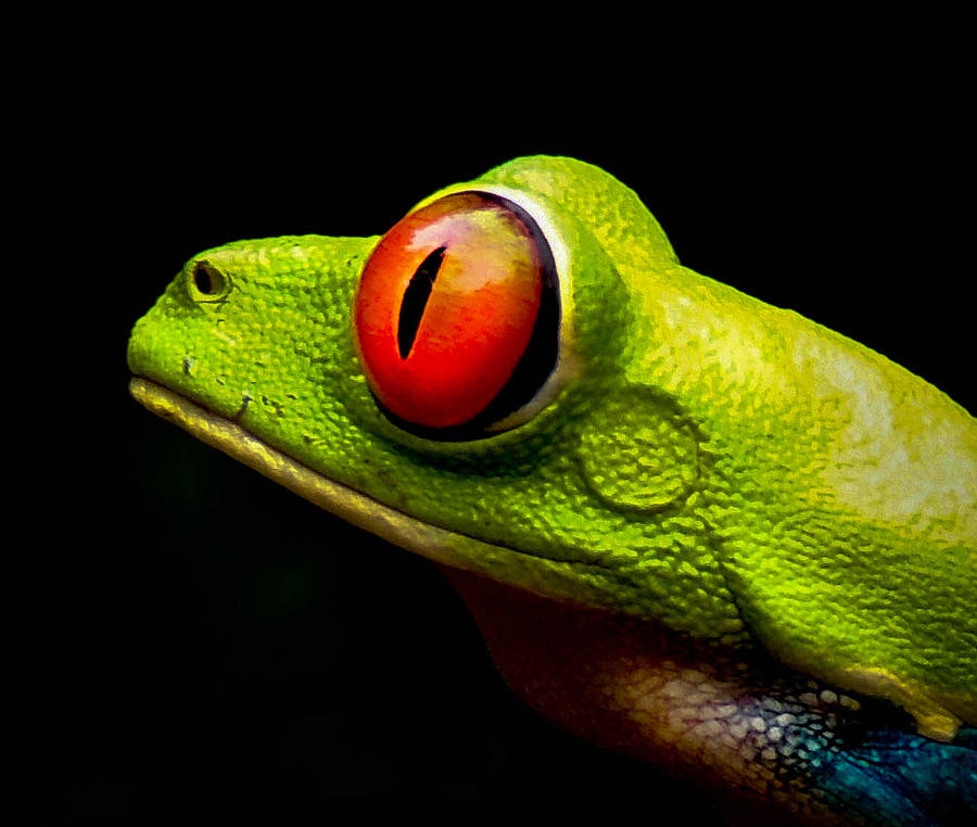 The Frog Photograph by Papa Rooster - Fine Art America