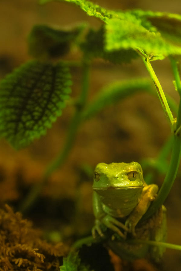 Wildlife Photograph - The Frog #1 by Tinjoe Mbugus