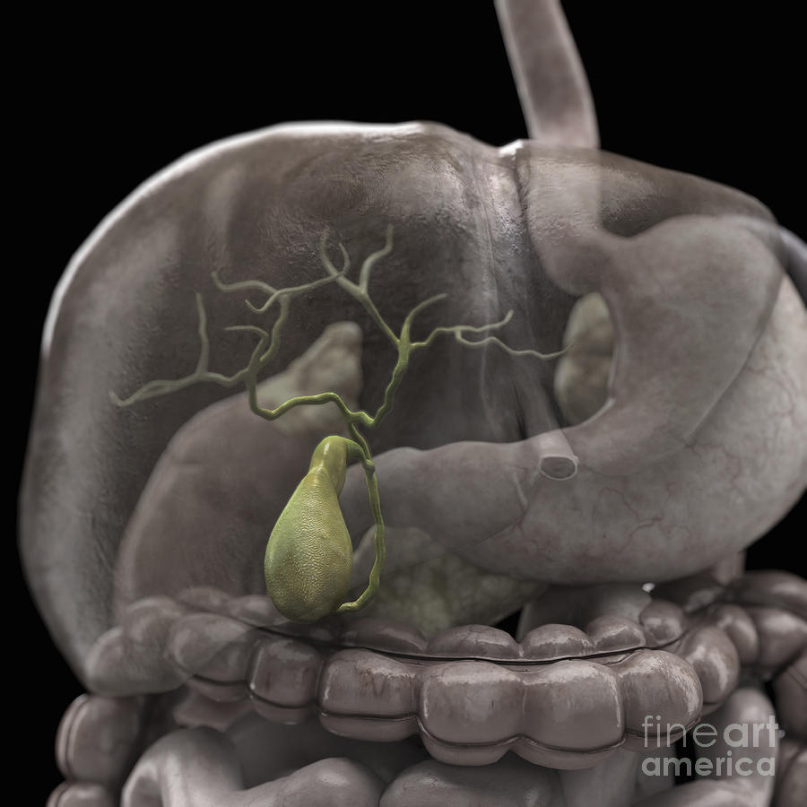 The Gallbladder #1 Photograph by Science Picture Co