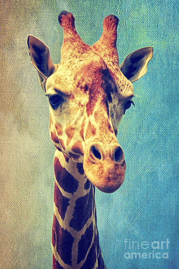 artful giraffe artful giraffe
