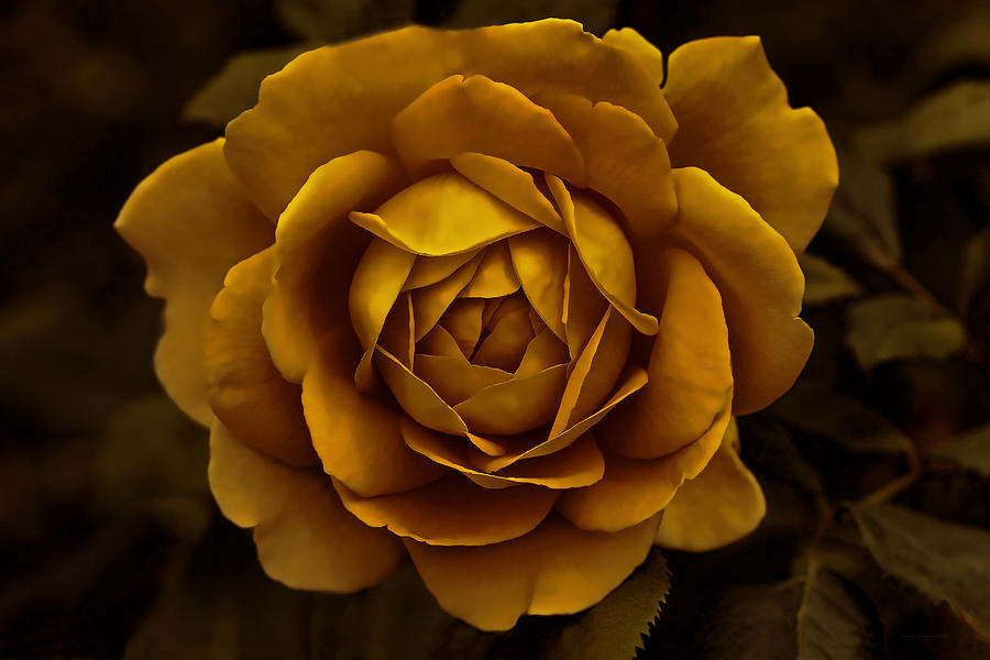 The Golden Rose Flower #1 Photograph by Jennie Marie Schell