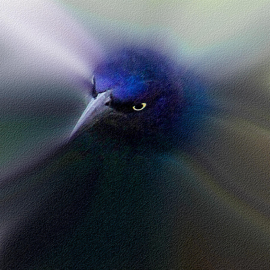 Bird Digital Art - The Grackle 2 #2 by Ernest Echols