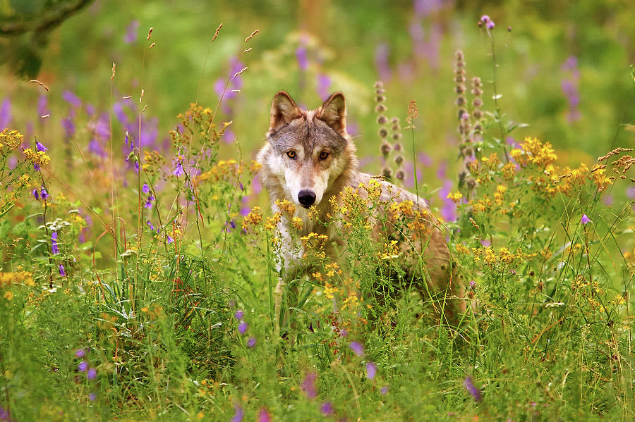 The Gray Wolf Or Grey Wolf Canis Lupus #1 Photograph by Ben Queenborough