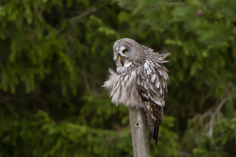 The Great Grey Owl Photograph by Torbjorn Swenelius