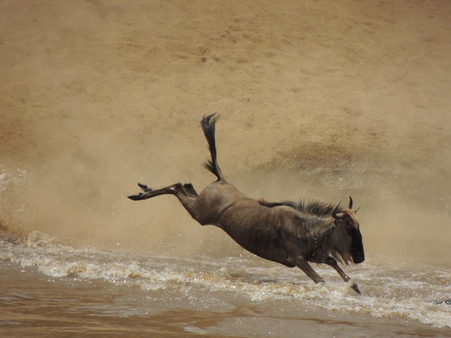 The Photograph - The Great Migration- Wildebeest Crossing  #1 by Lauren Armstrong