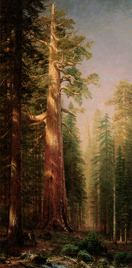 The Great Trees Mariposa Grove California #1 Photograph by Albert Bierstadt