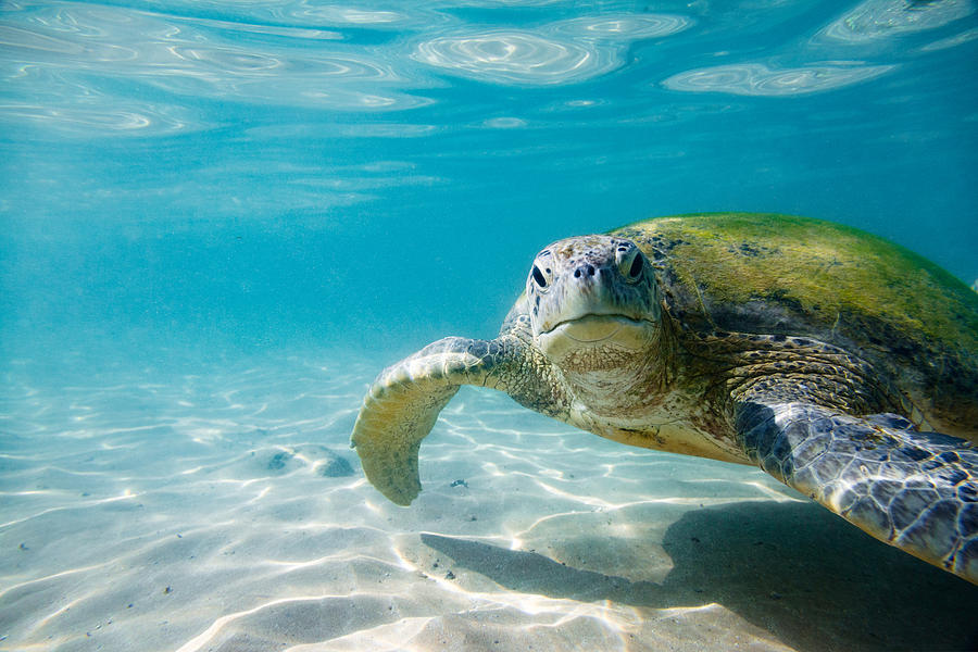 The green sea turtle #1 Photograph by Andrey Danilovich