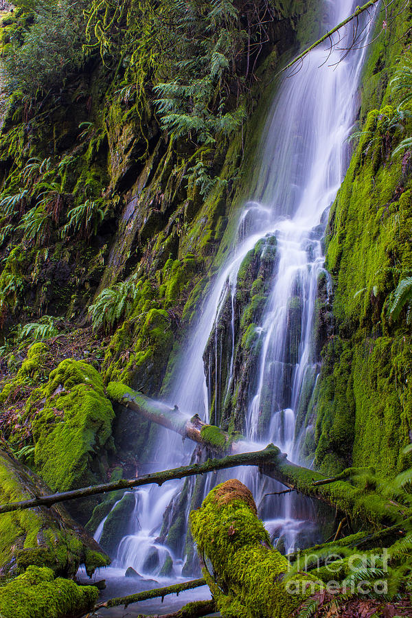 The Green Wall Photograph by Liviu Peicu - Fine Art America