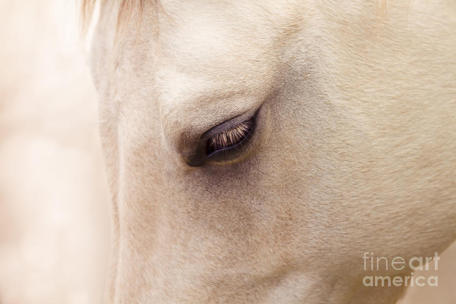Horse Photograph - The Guardian Of My Heart #2 by Sharon Mau