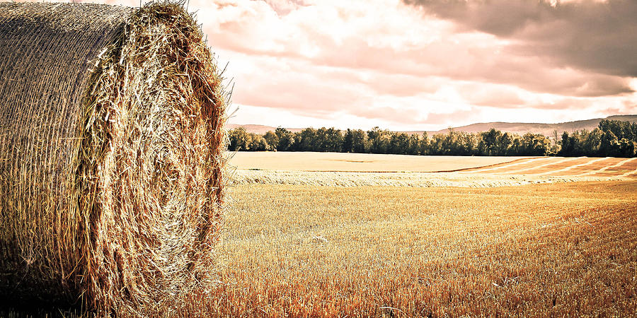Landscape Photograph - The Harvest #1 by Dana Walton