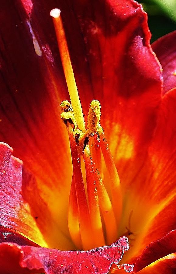 Nature Photograph - The  Heat is On #1 by Bruce Bley