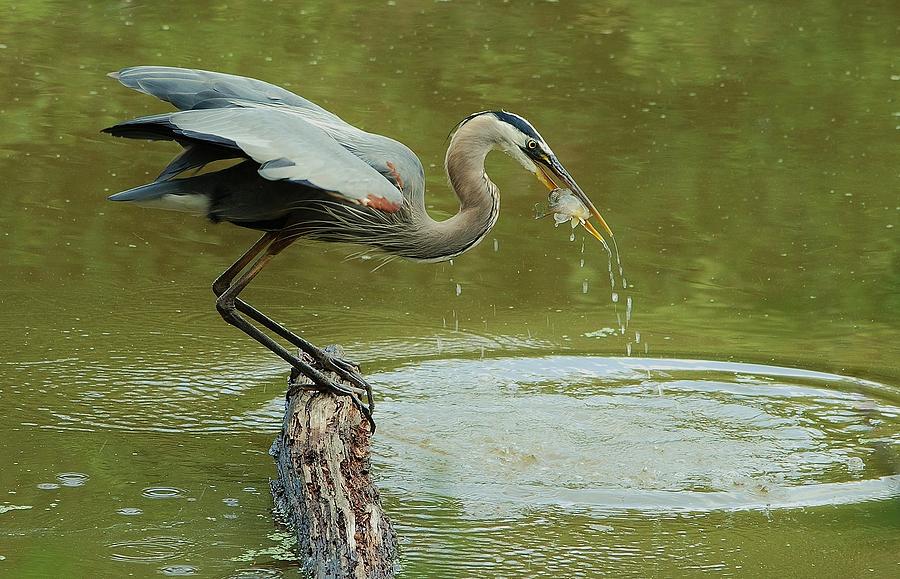 The Herons Catch Photograph