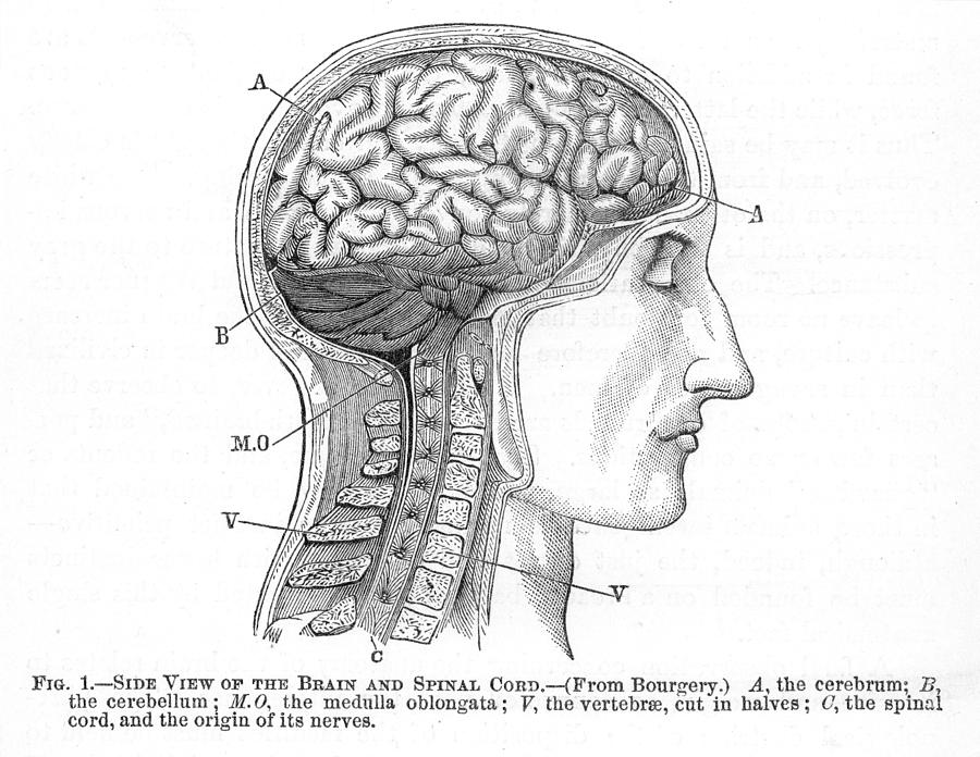 The Human Brain Photograph by Granger - Fine Art America