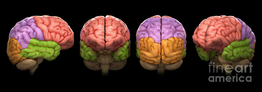 The Human Brain #1 Photograph by Science Picture Co