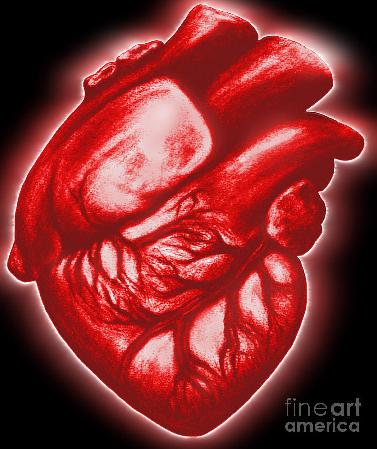 The Human Heart #1 Photograph by Dennis Potokar
