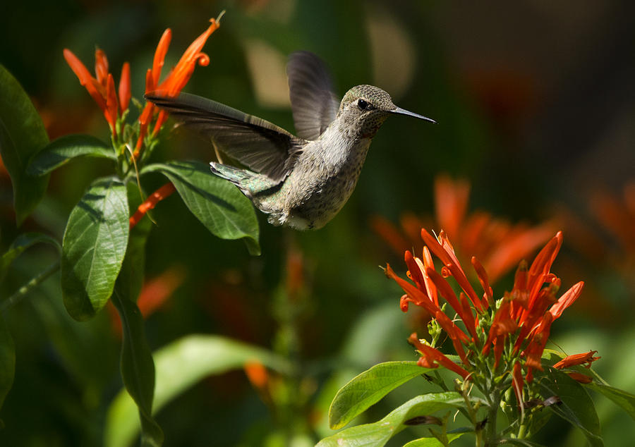 The Hummingbird Hover  #2 Photograph by Saija Lehtonen
