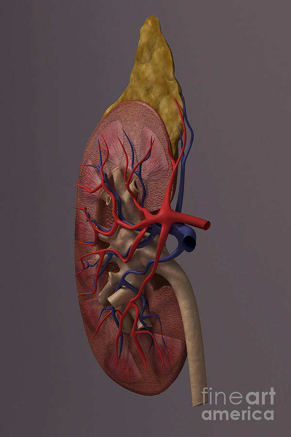 Organ Photograph - The Kidney Sectioned #1 by Science Picture Co
