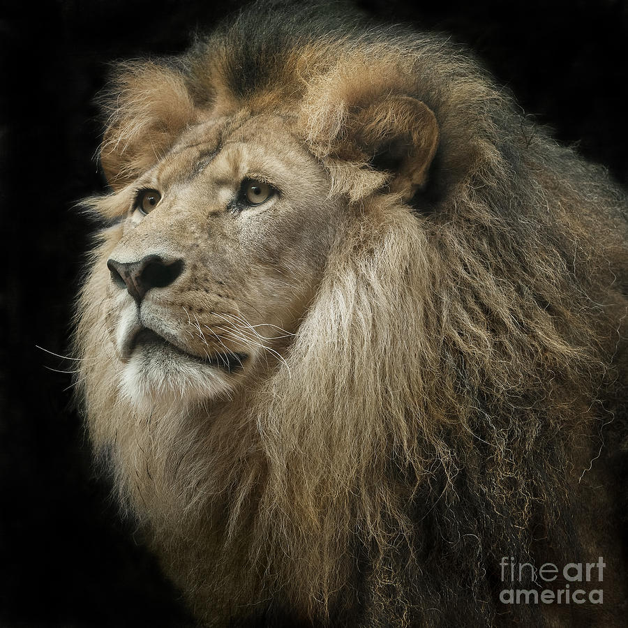 Wildlife Photograph - The King by Linda D Lester
