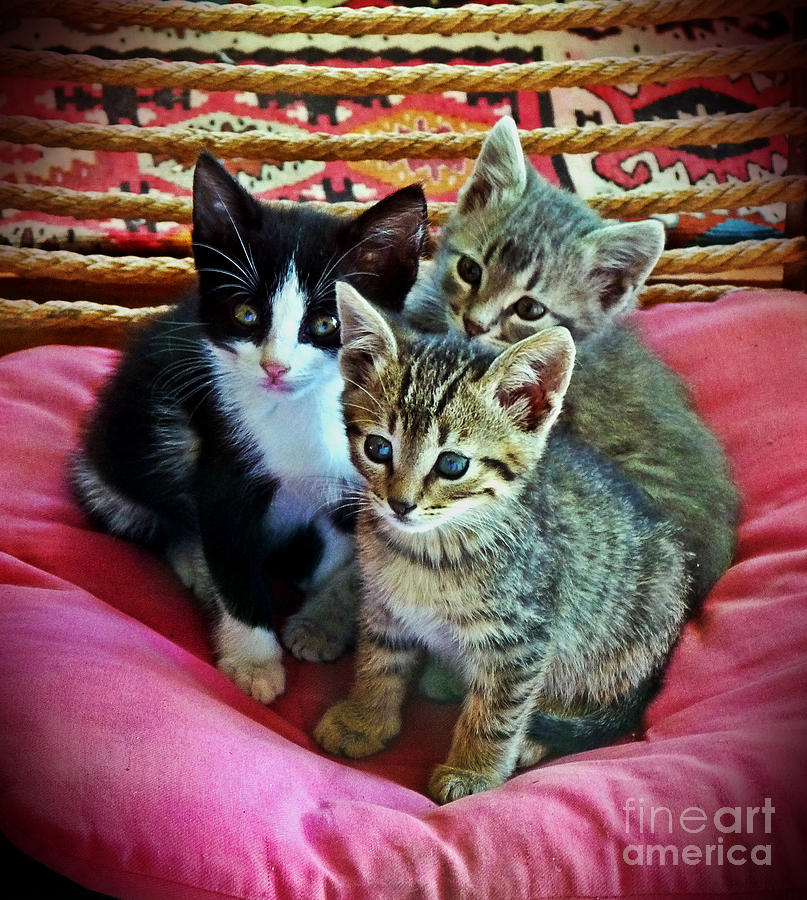 The kittens #2 Photograph by Binka Kirova