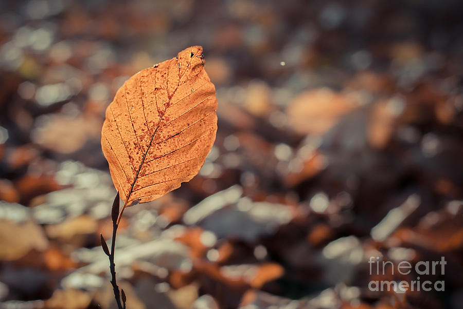 The Leaf Photograph by Hannes Cmarits