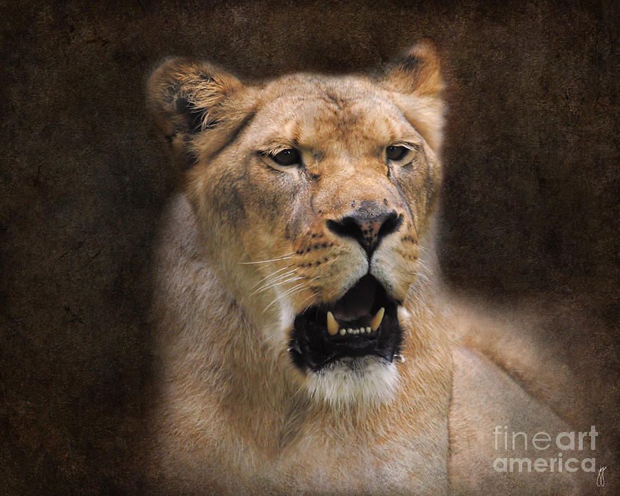 The Lioness Photograph by Jai Johnson