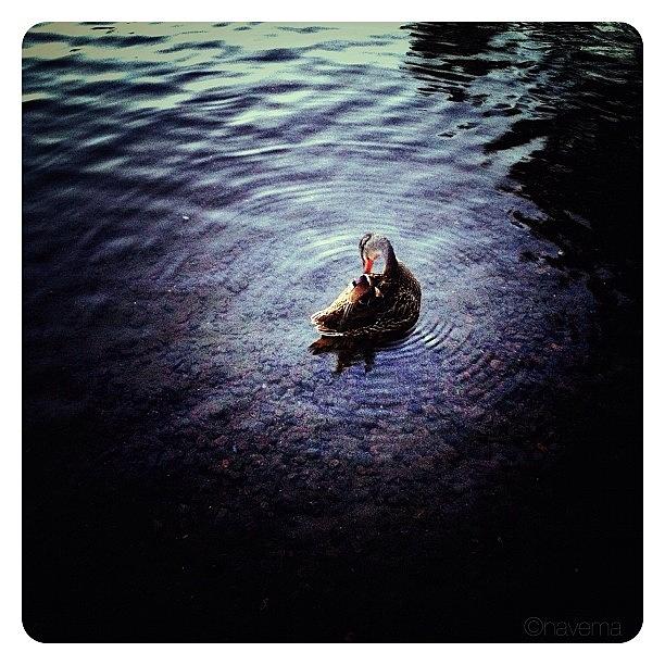 Animal Photograph - The Little Duck On The Northern Lake #1 by Natasha Marco